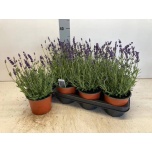 Lavandula Lavendel an avignon early blue 14cm