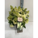 Hydrangea Hortensia pani magical matterhorn 26cm