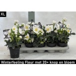 Helleborus Lumeroos Winter Fleur 11cm