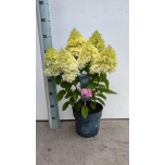 Hydrangea pani living colourful cocktail 23cm