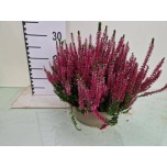 Calluna vulg Kanarbik garden girls franca 23cm