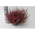Calluna vulg Kanarbik garden girls franca 23cm