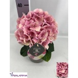 Hydrangea Hortensia macr fusion 21cm