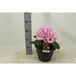 Hydrangea Hortensia macr fusion 23cm