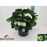 Hydrangea Hortensia macr hi white sun 15cm