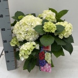 Hydrangea Hortensia macr hi white sun 23cm