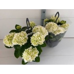 Hydrangea Hortensia macr hi white sun 27cm