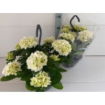 Hydrangea Hortensia macr hi white sun 27cm