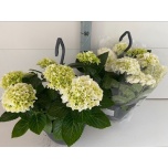 Hydrangea Hortensia macr hi white sun 27cm