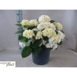 Hydrangea Hortensia macr hi white sun 29cm
