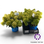 Hydrangea Hortensia pani panama 23cm