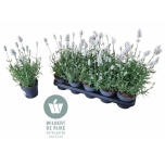 Lavandula Lavendel an vienco early white 12cm