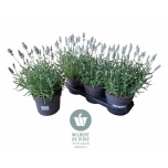 Lavandula Lavendel an vienco early white 19cm