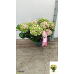 Hydrangea Hortensia mag jewel 23cm