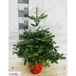 Abies Nulg koreana 24cm h85