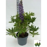Lupinus Lupiin lupinova lyanna 23cm