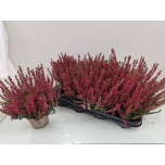 Calluna vulg Kanarbik garden girls lönneby mary ann 12cm