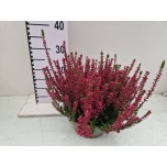 Calluna Kanarbik vulg garden girls lönneby mary ann 23cm