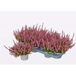 Calluna vulg Kanarbik wibo´s mix 11cm