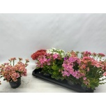 Lewisia cotyledon fba happy colors gemengd 12cm