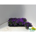 Campanula Kellukas port kris 12cm