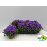 Campanula Kellukas port kris 14cm