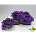 Campanula Kellukas port kris 14cm