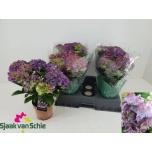 Hydrangea Hortensia macr Hi Ocean 14cm