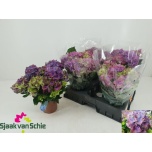 Hydrangea Hortensia macr Hi Ocean 14cm