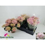 Hydrangea Hortensia macr Hi Ocean 14cm