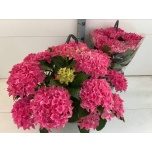 Hydrangea Hortensia macr Hi Ocean 27cm