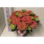 Hydrangea Hortensia macr Hi Ocean 30cm
