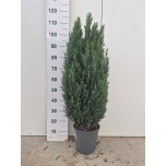 Chamaecyparis Ebaküpress Laws Ellwoodii 24cm