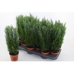 Chamaecyparis Ebaküpress Ellwoodii 10,5cm
