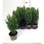 Chamaecyparis Ebaküpress Ellwoodii 10,5cm
