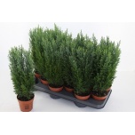 Chamaecyparis Ebaküpress Ellwoodii 10,5cm