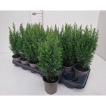 Chamaecyparis Ebaküpress Ellwoodii 9cm