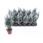 Chamaecyparis Ebaküpress Ellwoodii Snow 9cm