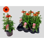 Echinacea Siilkübar sunseekers mineola 17cm