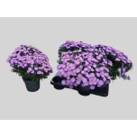 Aster dumo alpha purple rocket 17cm