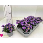 Aster dumo alpha purple rocket 10,5cm