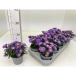 Aster dumo alpha purple rocket 10,5cm