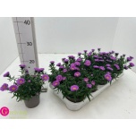 Aster dumo alpha light pink 10,5cm
