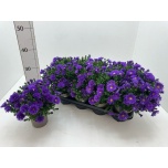 Aster dumo alpha dark purple launch 12,5cm