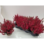 Calluna vulg Kanarbik garden girls milva 12cm
