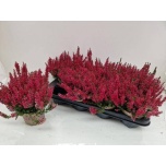 Calluna Kanarbik vulg garden girls milva 12cm