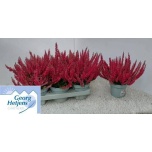 Calluna vulg Kanarbik garden girls milva 14cm