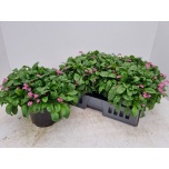 Myosotis Meelespea laura deep rose 19cm