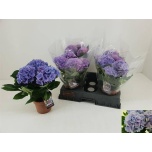 Hydrangea Hortensia hi halo 14cm
