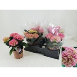 Hydrangea Hortensia hi halo 14cm
